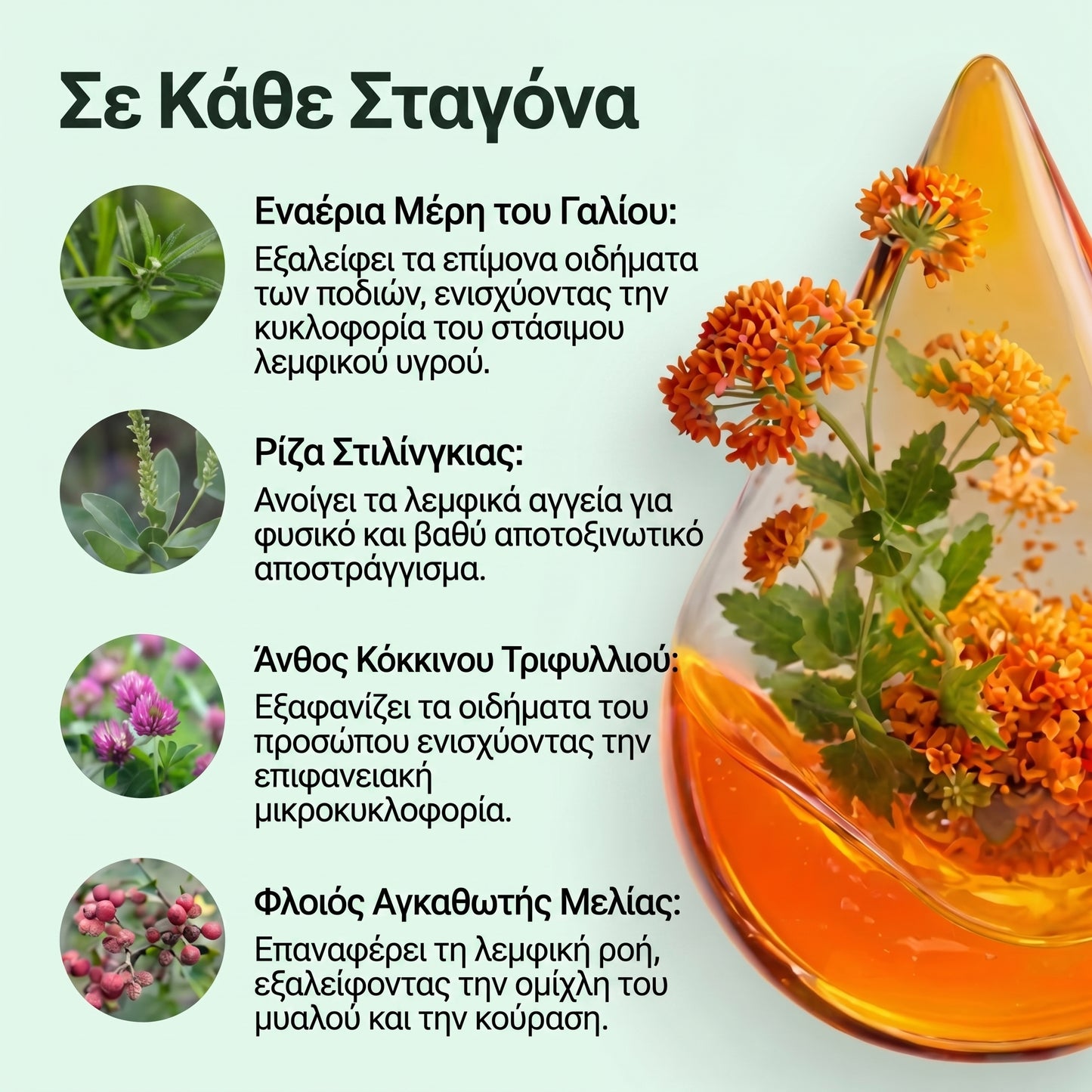 Zrevlika – Λεμφική Αποσυμφόρηση